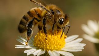 abeille